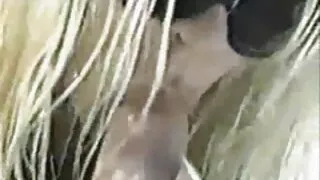 پرجوش نوجوان لڑکی کے زیور ہے ، ٹککر لگی ہے برا کلیپ سکسی روسی میں ایک مشنری پوزیشن